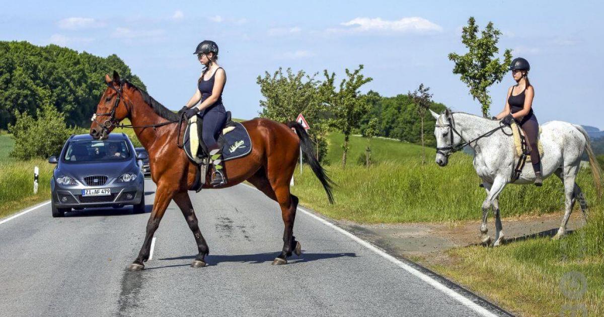 Wat moet je doen als je een paard op de weg tegenkomt?